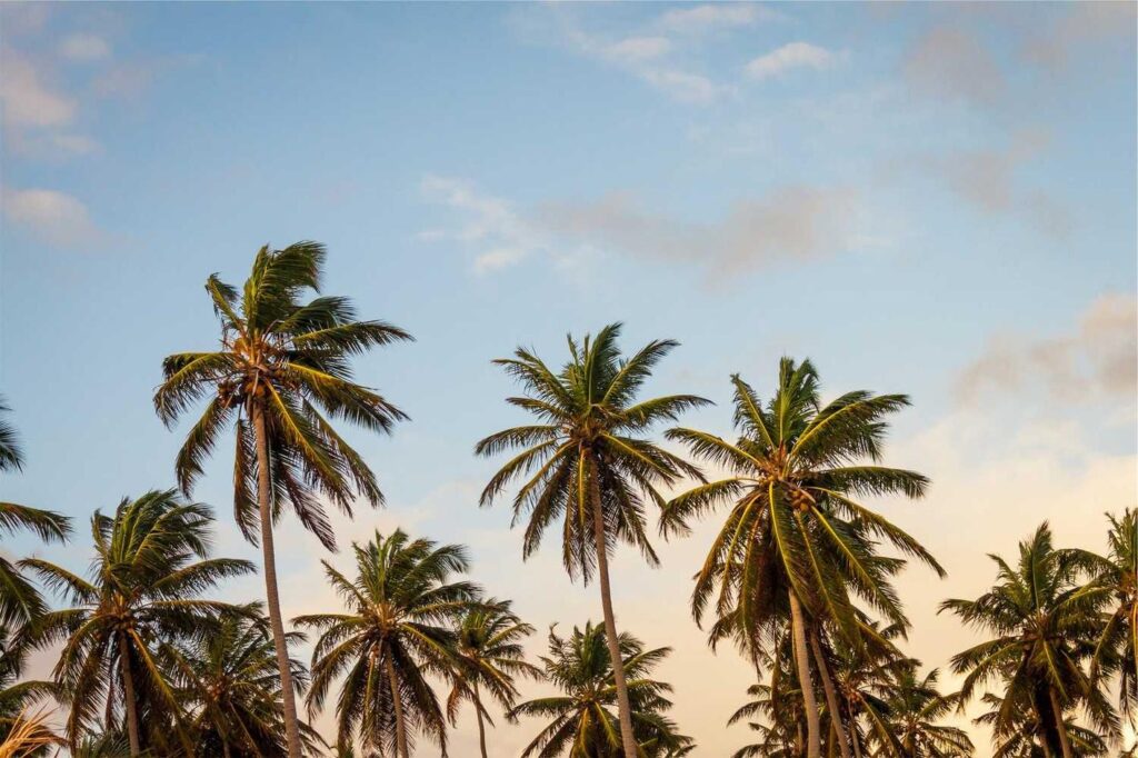 Palm trees